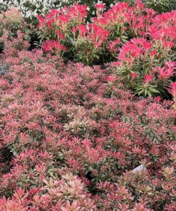 horpestad-plantesalg-pieris