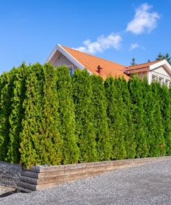 horpestad-plantesalg-thuja-til-hekk