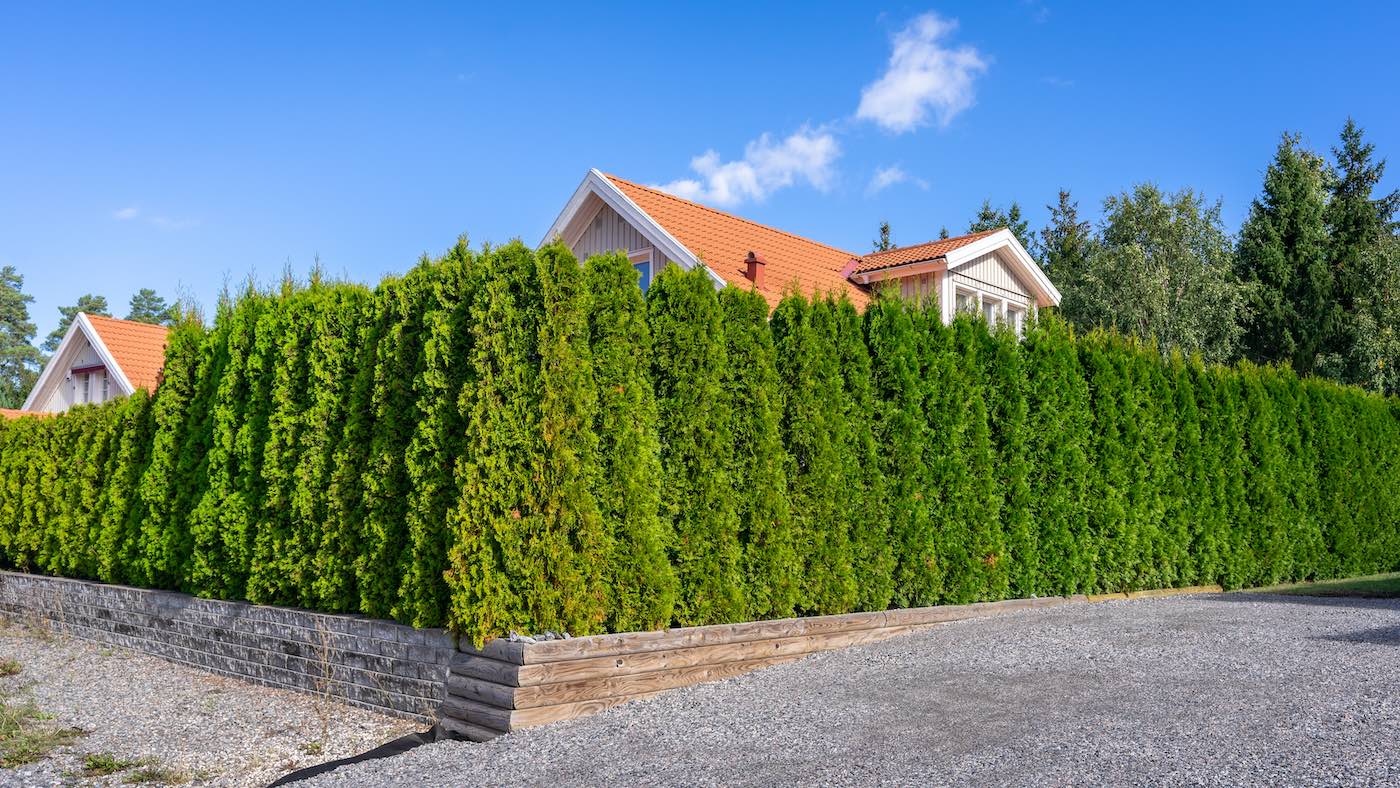 horpestad-plantesalg-thuja-til-hekk