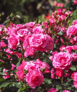 Horpestad-plantesalg-rosetre