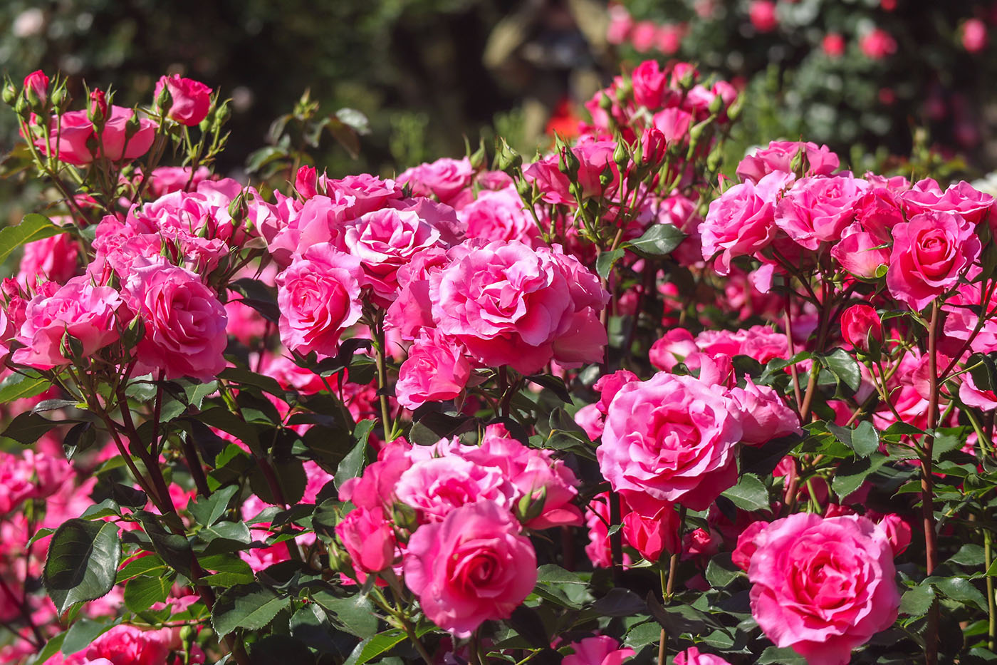 Horpestad-plantesalg-rosetre