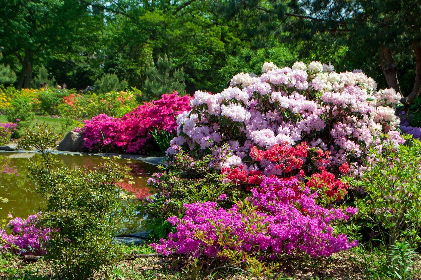 horpestad-plantesalg-rhododendron-1