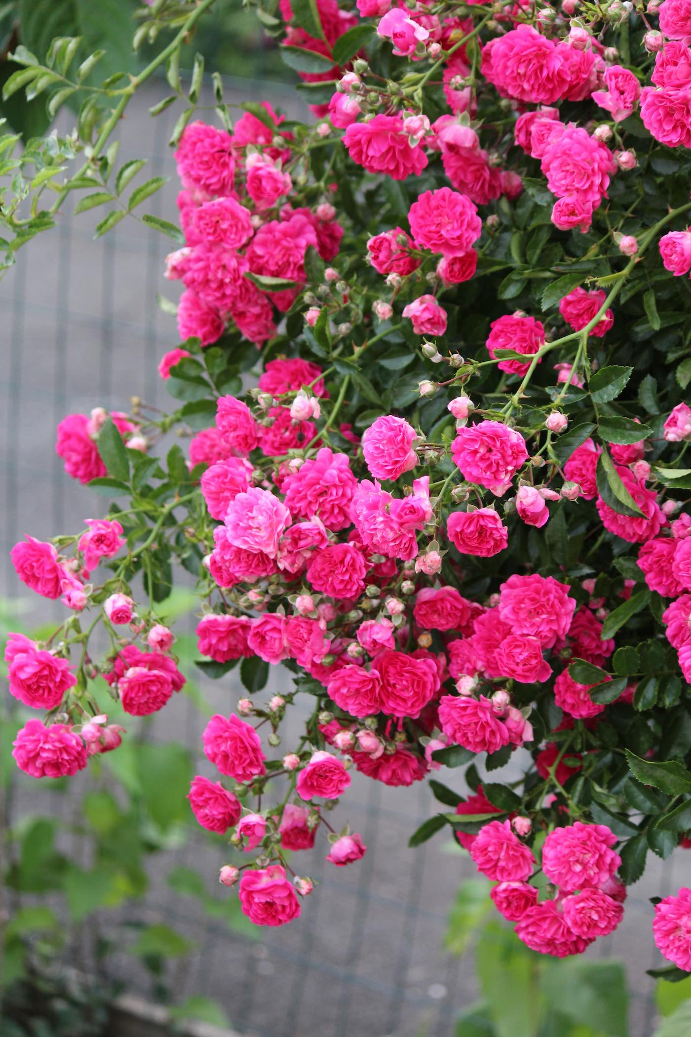 horpestad-plantesalg-rosetre-1