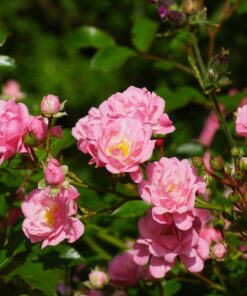 horpestad-plantesalg-rosetre