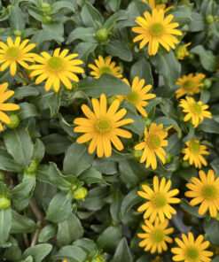 Sommerblomster