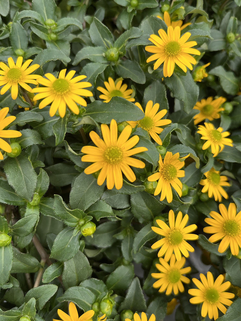horpestad-plantesalg-sommerblomster