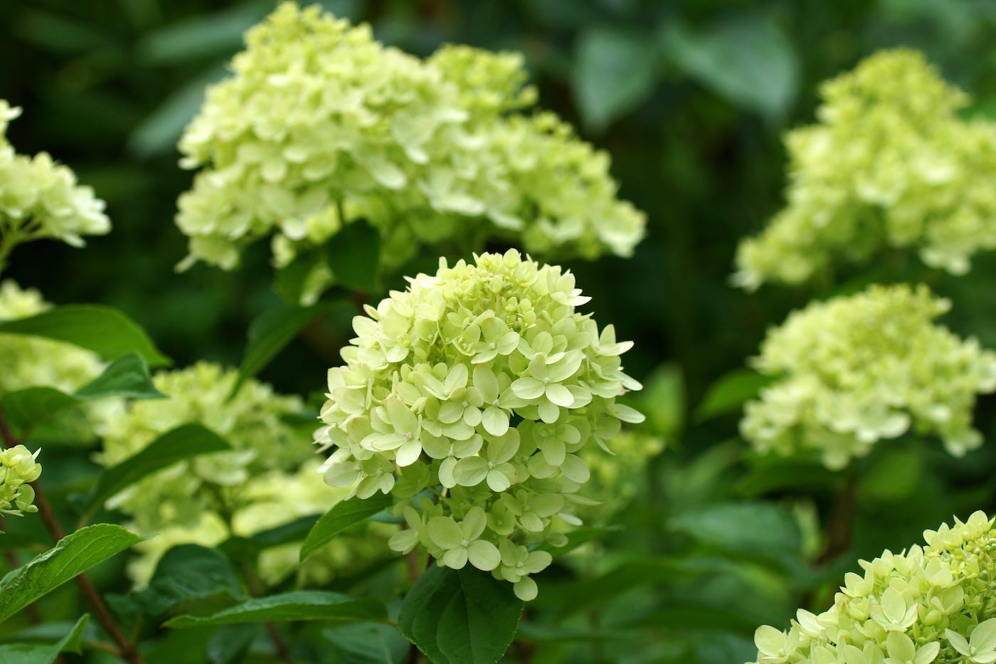 horpestad-plantesalg-Syrinhortensia-little-lime-jane-