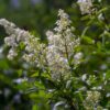horpestad-plantesalg-ligustrum