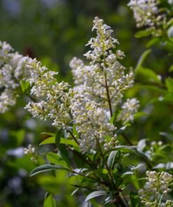 horpestad-plantesalg-ligustrum