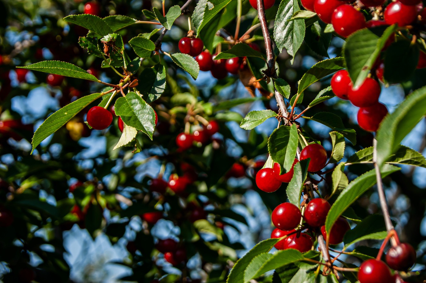 horpestad-plantesalg-morelltre