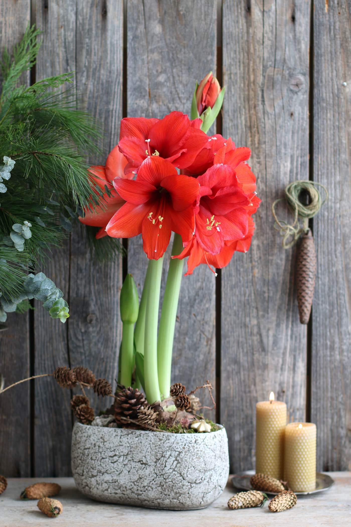 horpestad-plantesalg-amaryllis