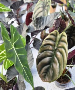 Alocasia