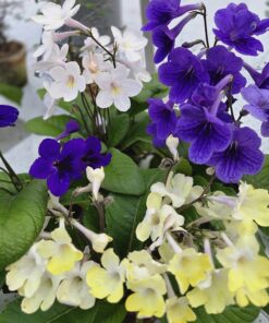 Streptocarpus