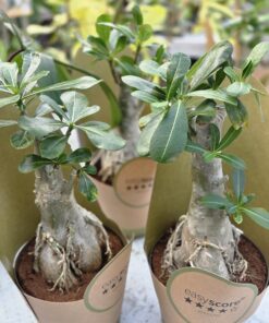 Ørkenrose - Adenium arabicum