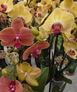 Alternative view of Orcide Phalaenopsis