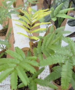 Cojoba arborea 'Zen Sleeper'