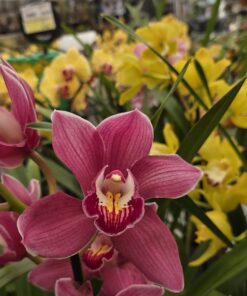 Orcide Cymbidium