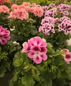Engelsk Pelargonia