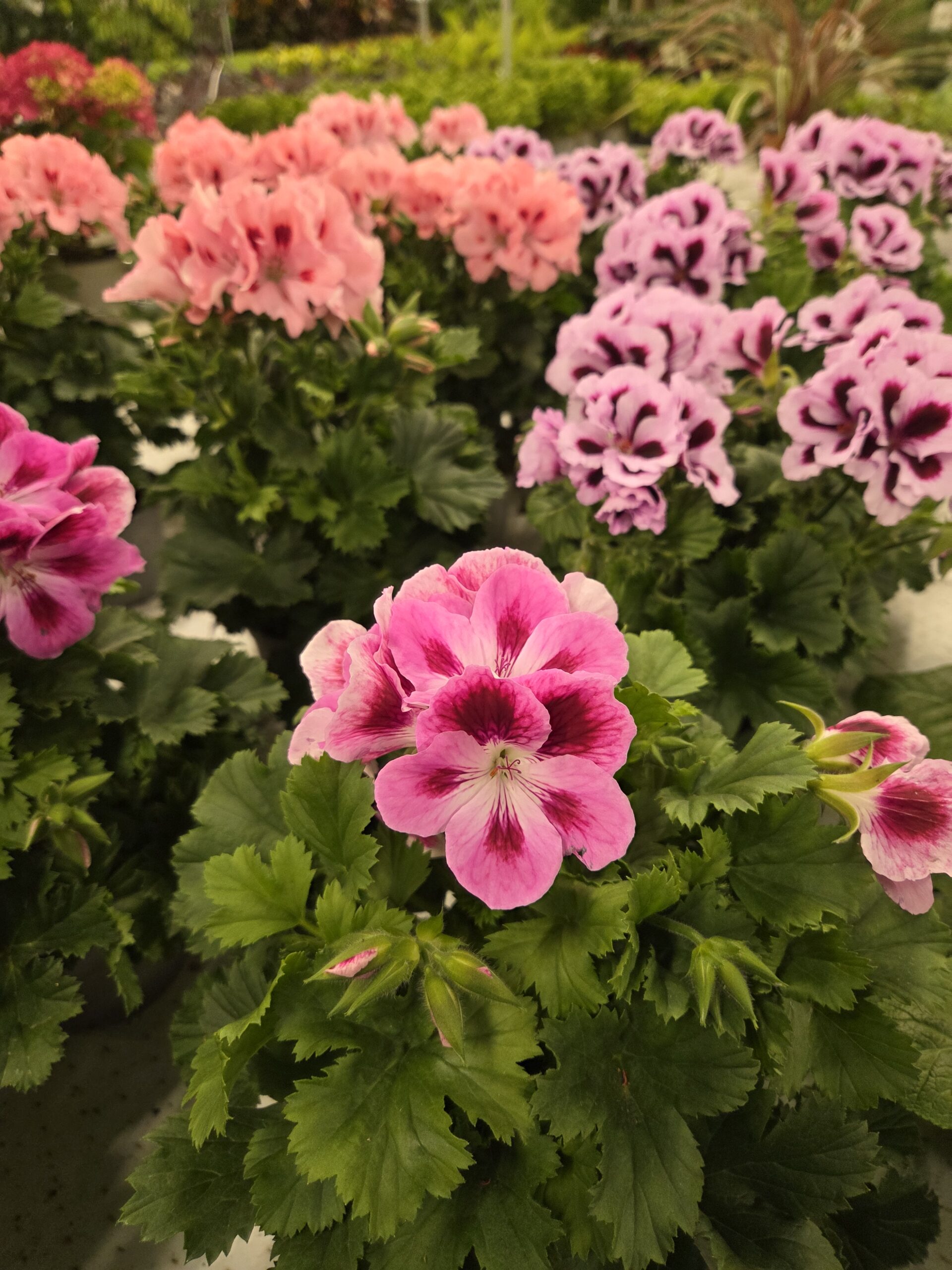 Engelsk Pelargonia