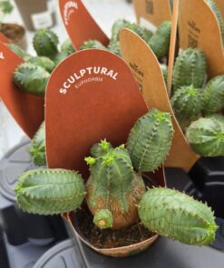 Alternative view of Euphorbia kaktus