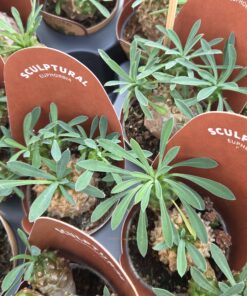 Euphorbia kaktus