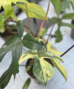 Philodendron