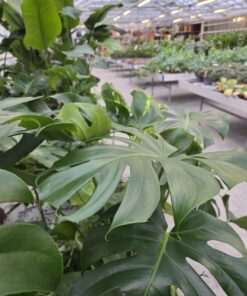 Monstera - Bilde 5
