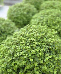Husfred - Soleirolia soleirolii