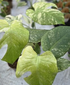 Monstera - Bilde 3