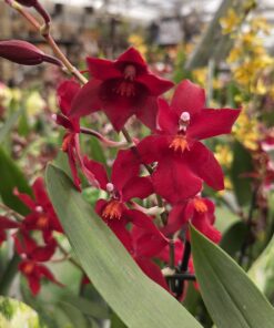 Alternative view of Orcide Oncidium