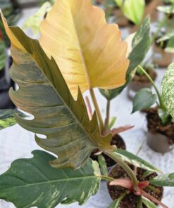 Philodendron - Bilde 3