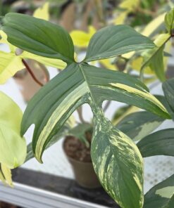 Philodendron - Bilde 4