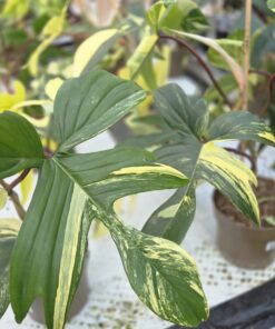 Alternative view of Philodendron