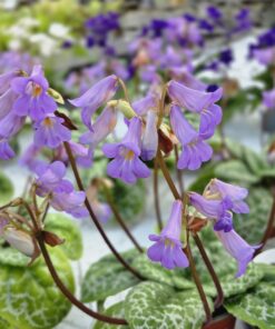 Alternative view of Streptocarpus