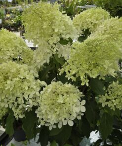 Syrinhortensia - Hydrangea paniculata