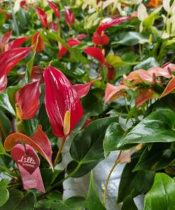 Anthurium andreanum