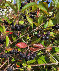 Svartsurbær - Aronia melanocarpa
