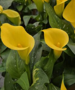 Zantedeschia Calla