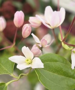 Clematis armandii 'Apple Blossom'