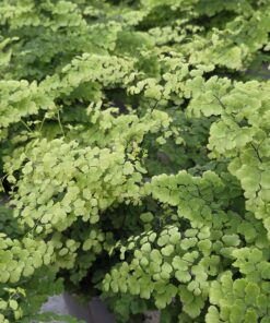 Adiantum Raddianum