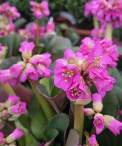 Bergenia cordyfolia