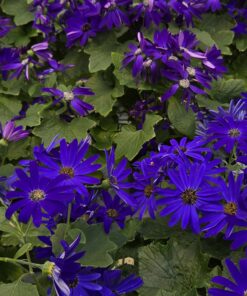 Senetti
