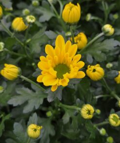 Chrysanthemum