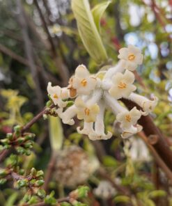 Edgeworthia chrysantha