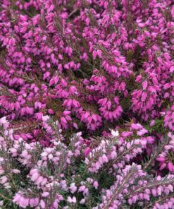 Erica darleyensis