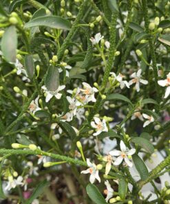 Eriostemon myoporides