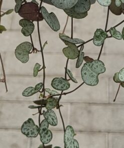 Alternative view of Ceropegia woodii