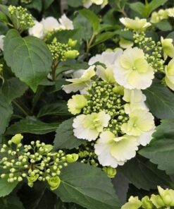 Hortensia 'Runaway bride'