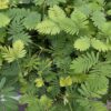 Mimosa pudica