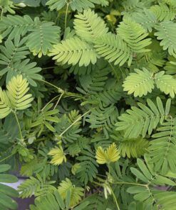 Mimosa pudica